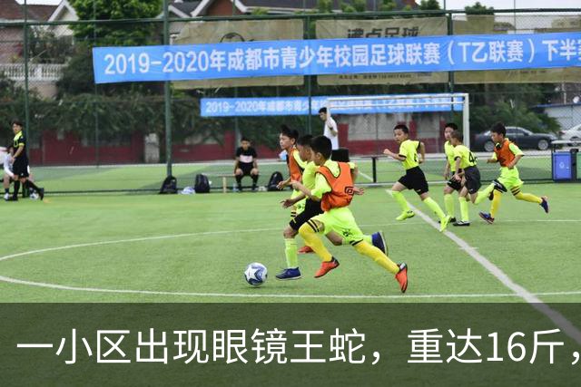 一小区出现眼镜王蛇，重达16斤，就在居民窗外游走，消防：是世界上体型最大的前沟牙毒蛇